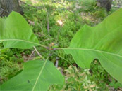 tanztherapie-ingelheim-seelenkoerper